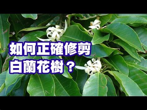 玉蘭花 招陰